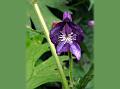Grape-leaf Monkshood